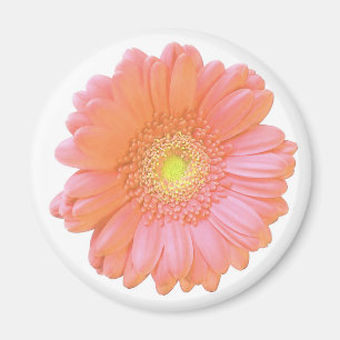 Imã Margarida alaranjada do gerbera
