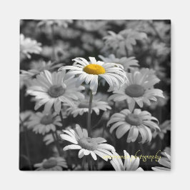 Imã Margarida amarela num mar de margaridas pretas e b