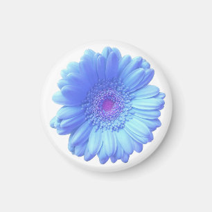 Imã Margarida azul do gerbera
