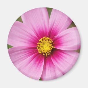 Imã margarida cor-de-rosa brilhante