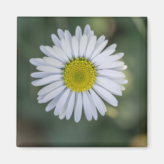 Imã Margarida Inglesa (Bellis perennis) Cabeça de Flor