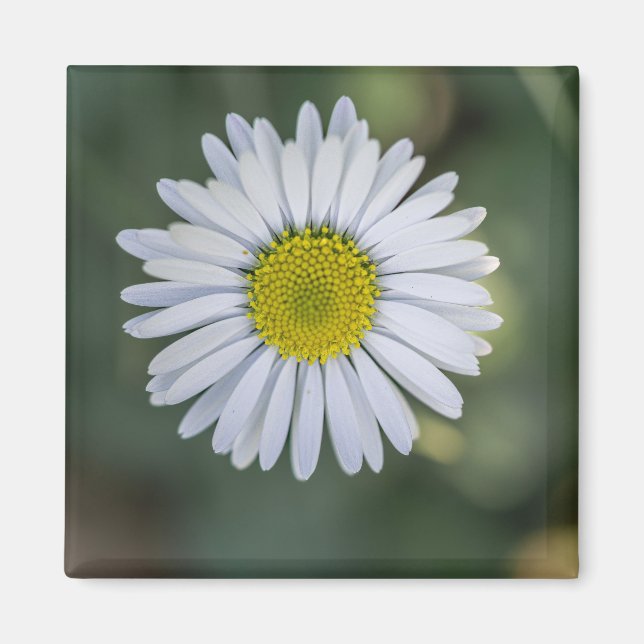 Imã Margarida Inglesa (Bellis perennis) Cabeça de Flor (Frente)