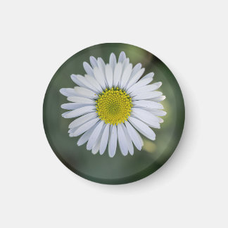 Imã Margarida Inglesa (Bellis perennis) Cabeça de Flor