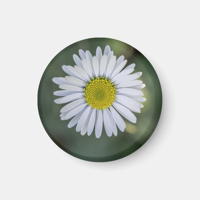 Imã Margarida Inglesa (Bellis perennis) Cabeça de Flor (Frente)