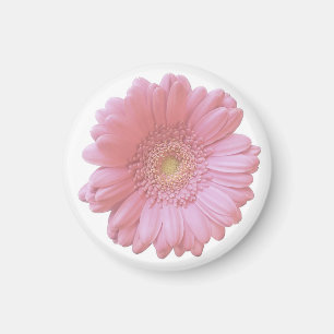 Imã Margarida rosa pálido do gerbera