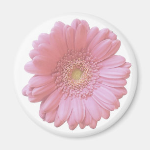 Imã Margarida rosa pálido do gerbera