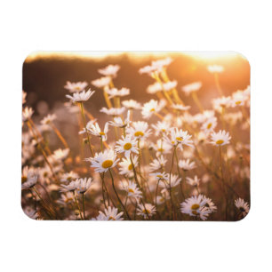 Ímã Margaridas de Oxeye do por do sol