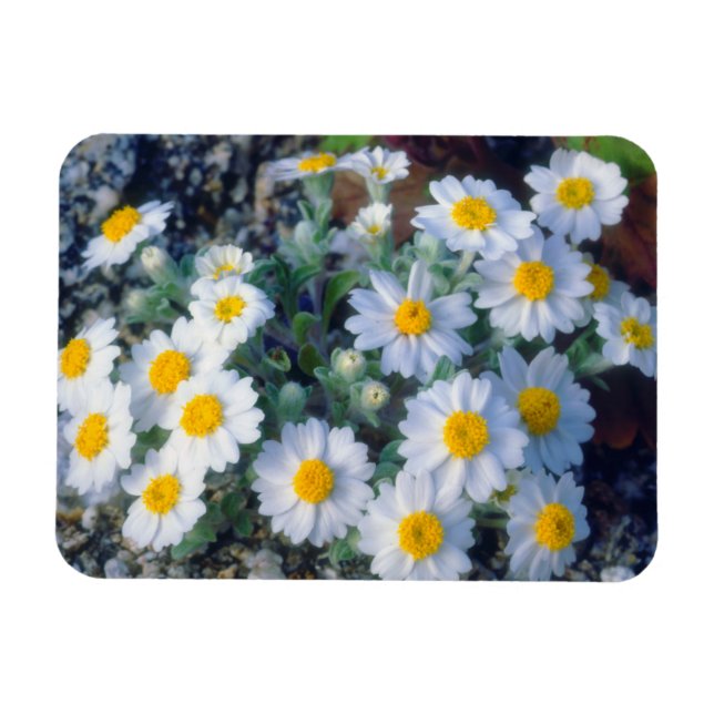 Ímã Margaridas Lanudas Flores Silvestres (Horizontal)