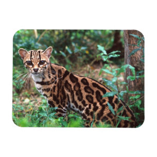 Ímã Margay, Leopardus wiedi, Nativo do México até