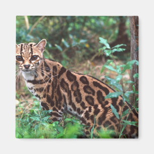 Imã Margay, Leopardus wiedi, Nativo do México até