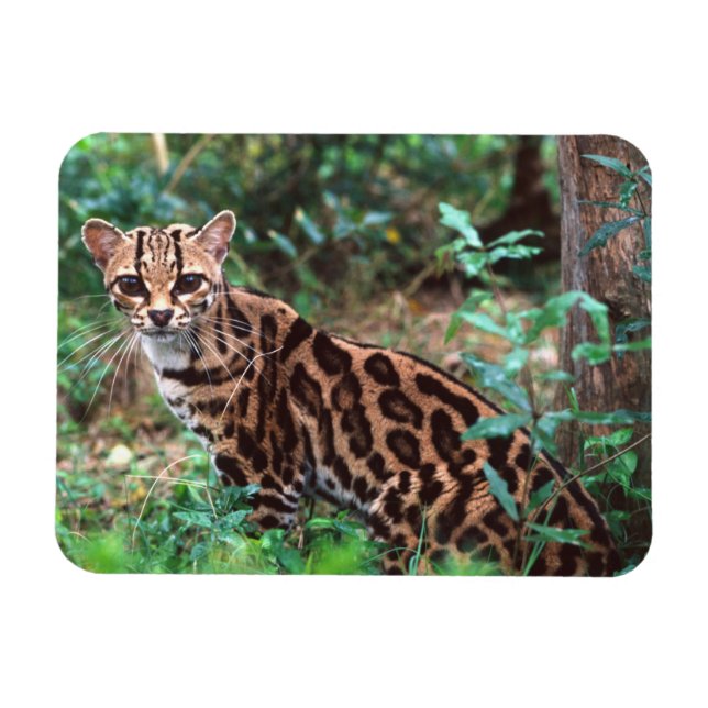 Ímã Margay, Leopardus wiedi, original para o México (Horizontal)