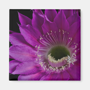 Imã Maria Piazza floresce