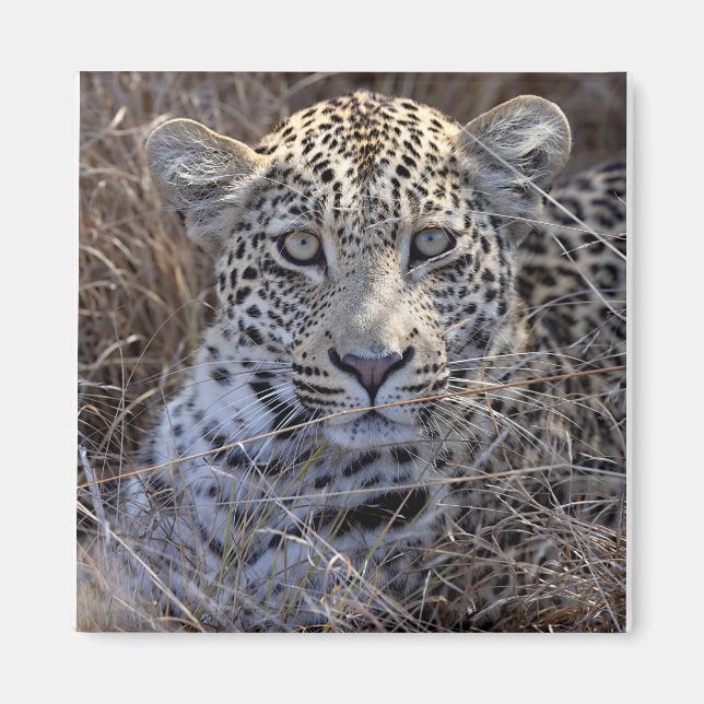 Imã Maribye escondendo-se na grama (Frente)