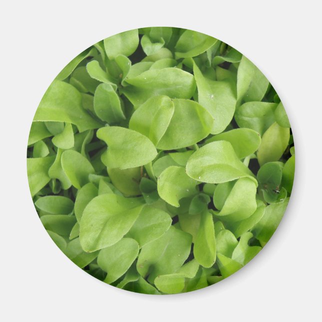 Imã Marigold Seedlings Magnet (Frente)