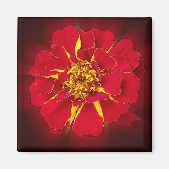 Imã marigold vermelho vivo (Frente)