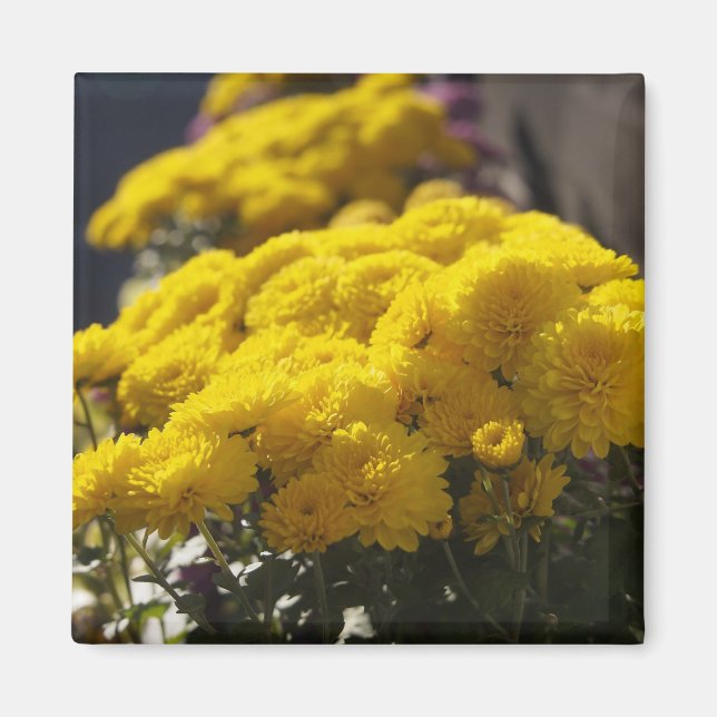 Imã Marigoldes amarelos se assopram à luz do sol (Frente)