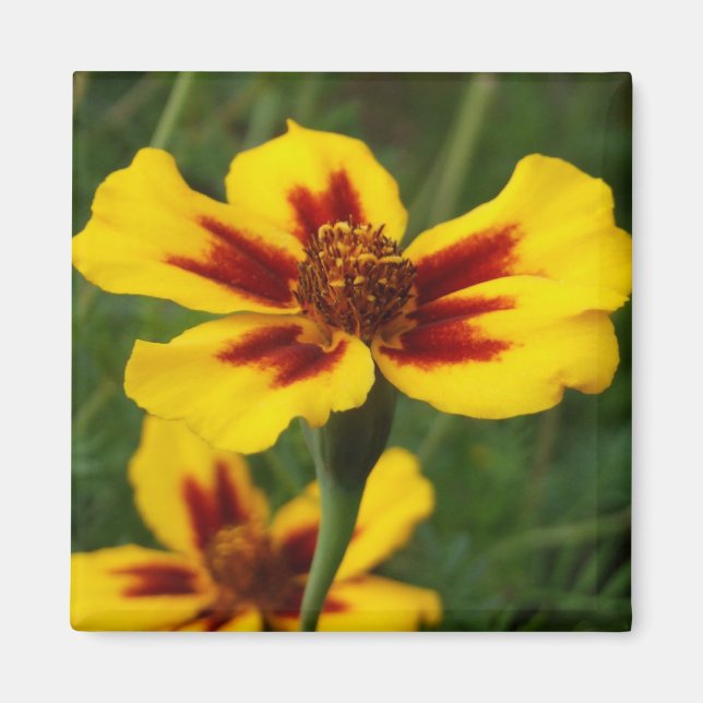 Imã Marigolds Magnet (Frente)