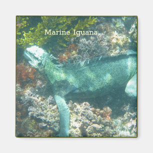 Imã Marinha Iguana