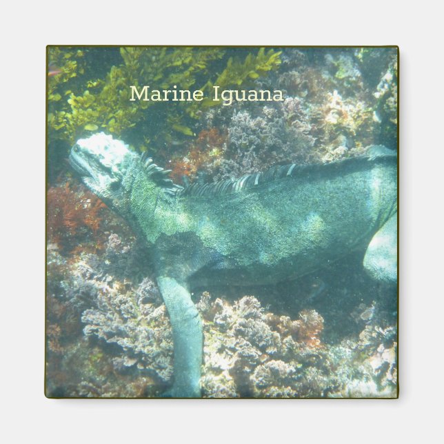 Imã Marinha Iguana (Frente)