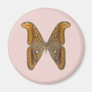 Imã Mariposa Atlas