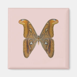 Imã Mariposa Atlas