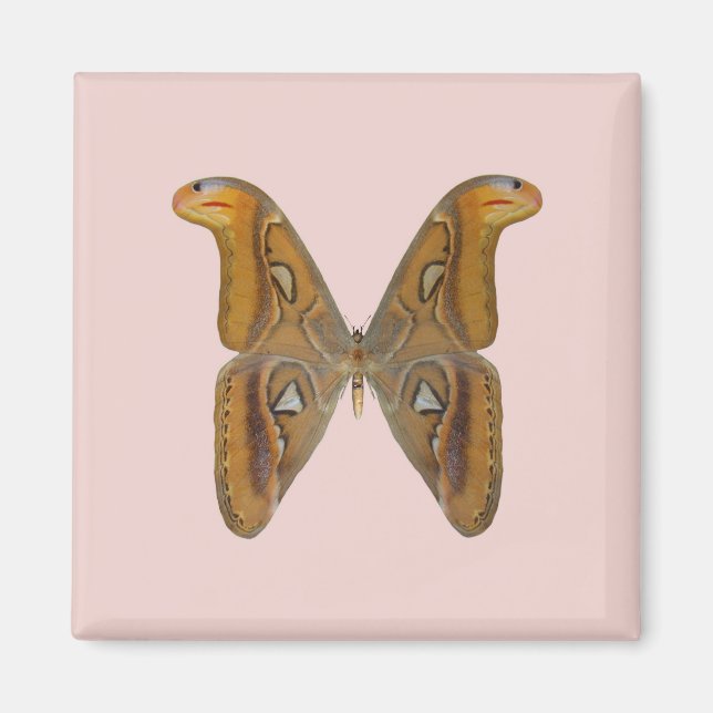 Imã Mariposa Atlas (Frente)