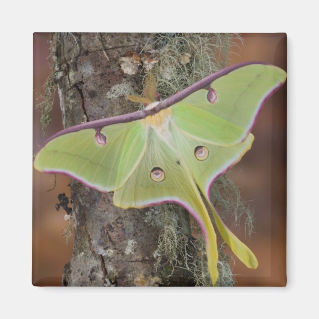 Imã Mariposa-da-seda Luna (Frente)
