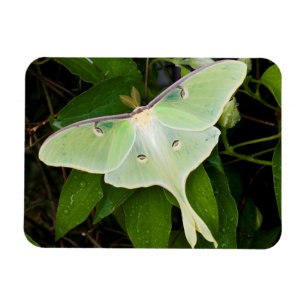 Ímã Mariposa Luna em Clematite de Carnaby