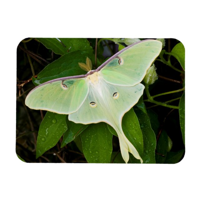 Ímã Mariposa Luna em Clematite de Carnaby (Horizontal)