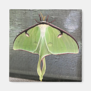 Imã Mariposa Lunar