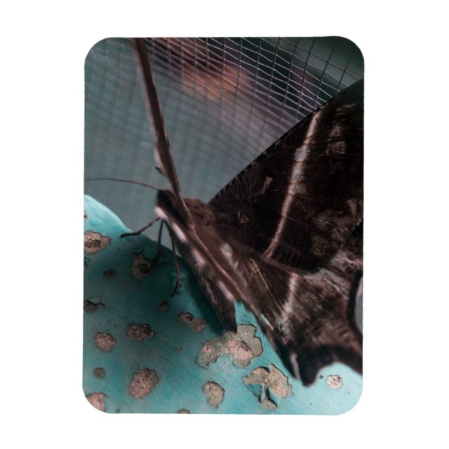 Ímã Mariposa Rabo de Andorinha Tropical (Vertical)