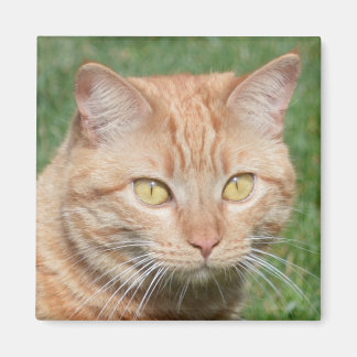 Imã Marmalady no Sol