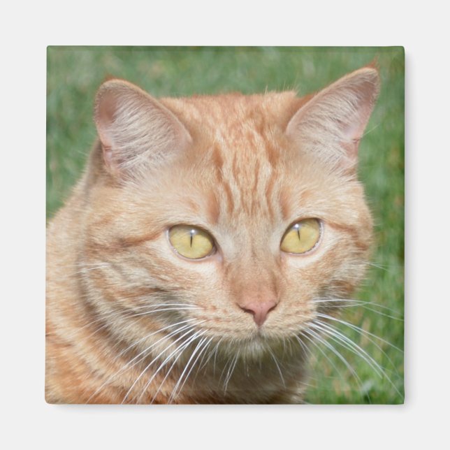 Imã Marmalady no Sol (Frente)