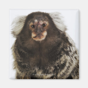 Imã Marmoset branco com orelha em galho, fechar, estúd