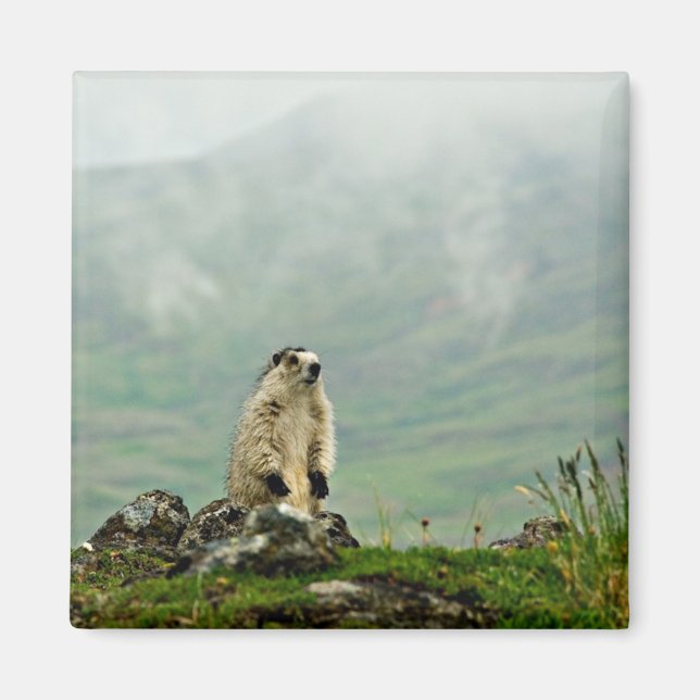 Imã Marmot (Frente)