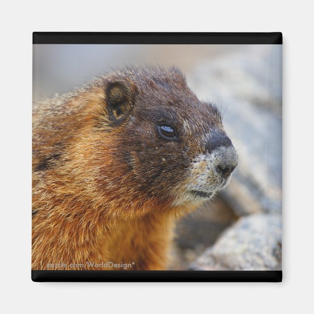 Imã Marmot (Frente)