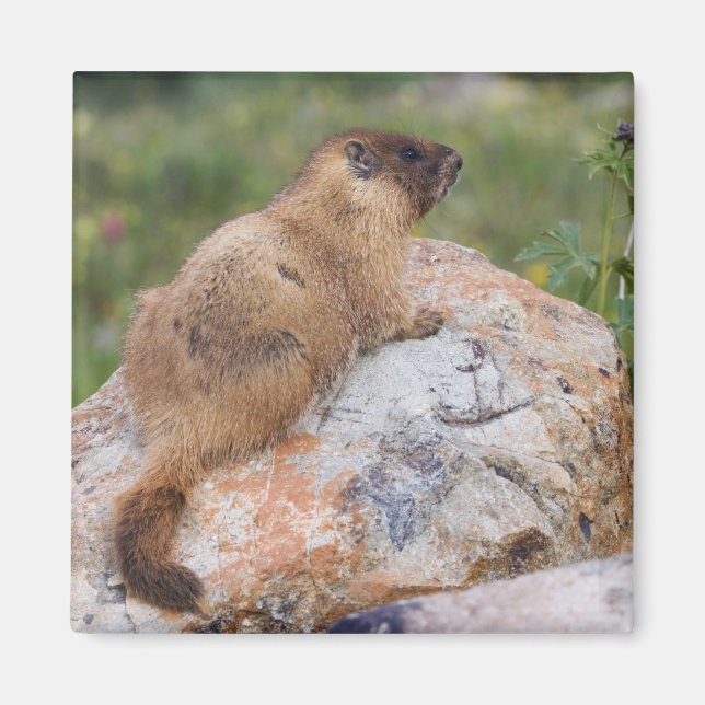 Imã Marmot, Marmota flaviventris, de barriga amarela, (Frente)