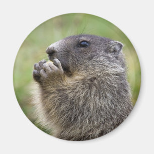 Imã Marmota
