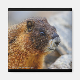 Imã Marmota