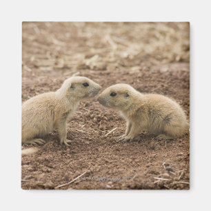 Imã Marmota atada preto de Prarie