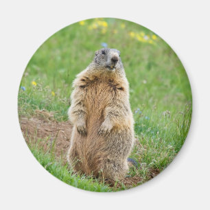 Imã Marmota da sentinela