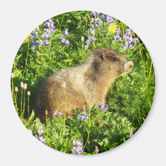 Imã Marmota em Flores Silvestres do Monte Rainier (Frente)
