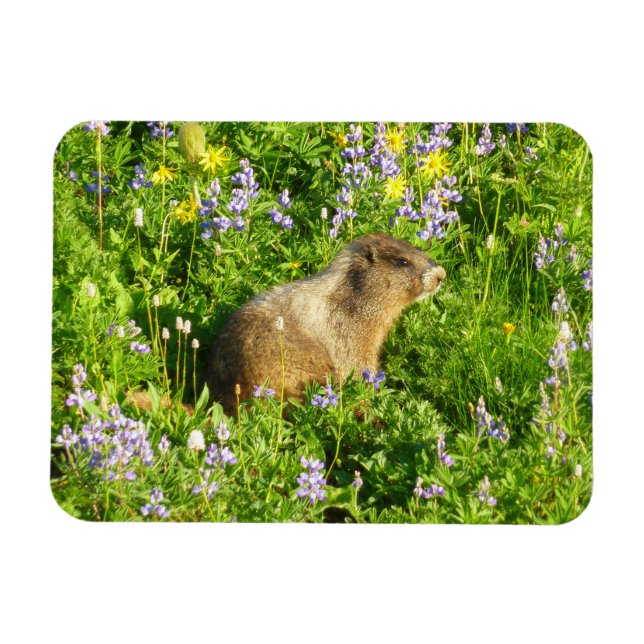 Ímã Marmota nas Flores Silvestres do Monte Rainier (Horizontal)