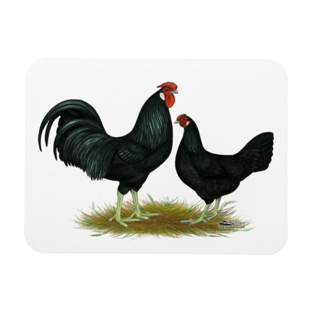 Ímã Marsh Daisy Chickens (Horizontal)