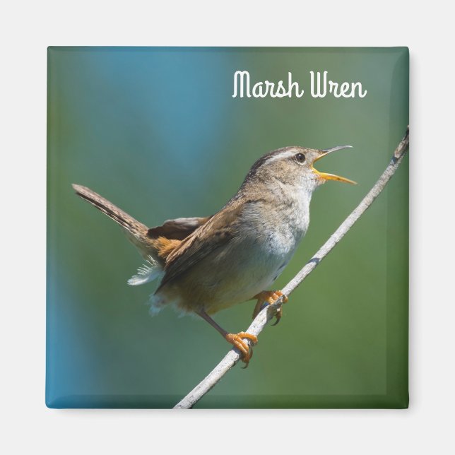 Imã Marsh Wren (Frente)