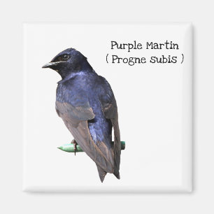Imã Martin roxo