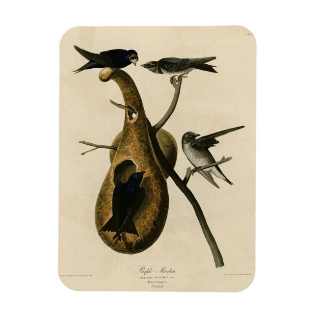 Ímã Martin Roxo das Aves da América de Audubon (Vertical)