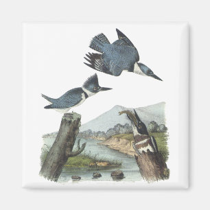 Imã Martinho pescatore cercado, John Audubon