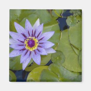 Imã Martinica, Antilhas Francesas, Índias Ocidentais,