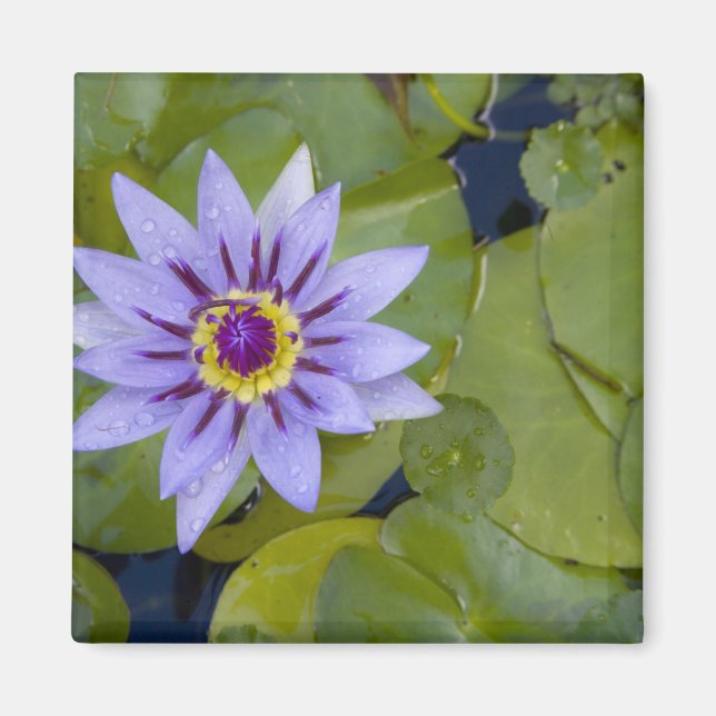 Imã Martinica, Antilhas Francesas, Índias Ocidentais,  (Frente)